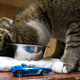 Illustration for article titled Cats lt;3 Live and Let Diecast